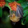 Kalon ramenaty - Cynopterus brachyotis - Lesser Short-nosed Fruit Bat o4303